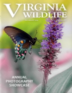 Virginia-Wildlife July 01, 2024 Issue Cover
