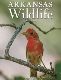 Arkansas-Wildlife May 01, 2025 Issue Cover