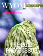 Wyoming-Wildlife February 01, 2019 Issue Cover