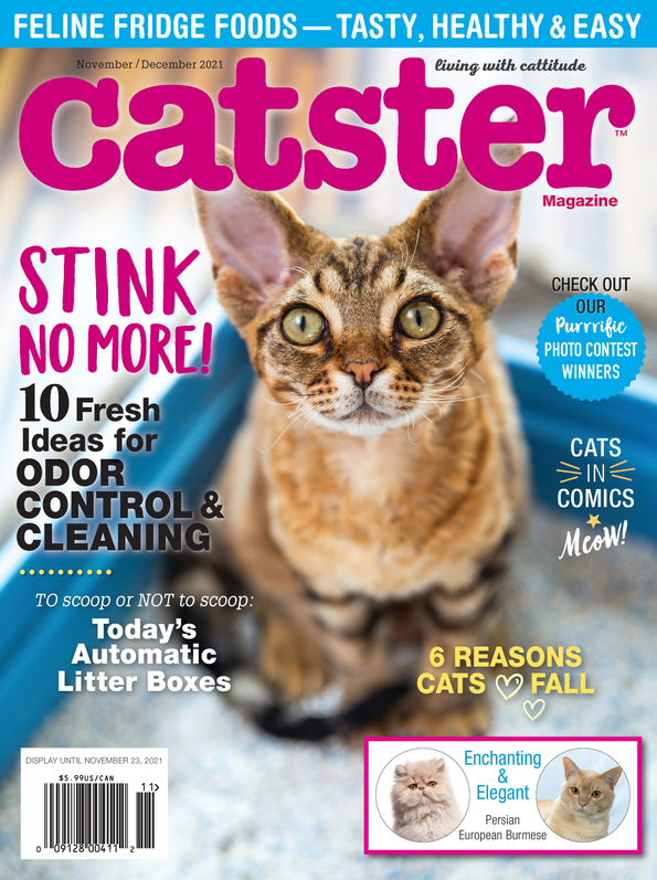 Catster November 01, 2021 Issue Cover