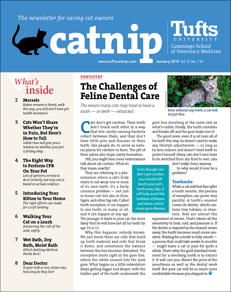 Catnip January 01, 2019 Issue Cover
