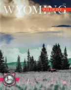 Wyoming-Wildlife June 01, 2020 Issue Cover