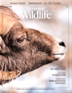 Wyoming-Wildlife January 01, 2016 Issue Cover