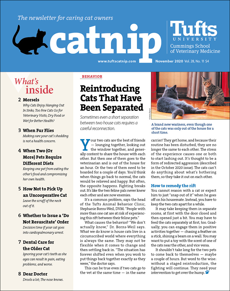 Catnip November 01, 2020 Issue Cover