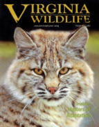 Virginia-Wildlife January 01, 2019 Issue Cover