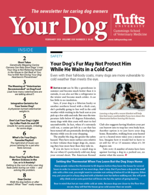Best Price for Your Dog Magazine Subscription