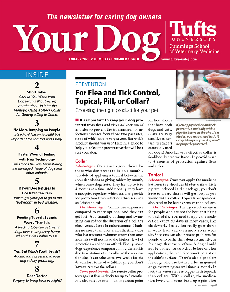 Your-Dog January 01, 2021 Issue Cover