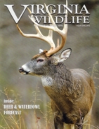 Virginia-Wildlife November 01, 2019 Issue Cover