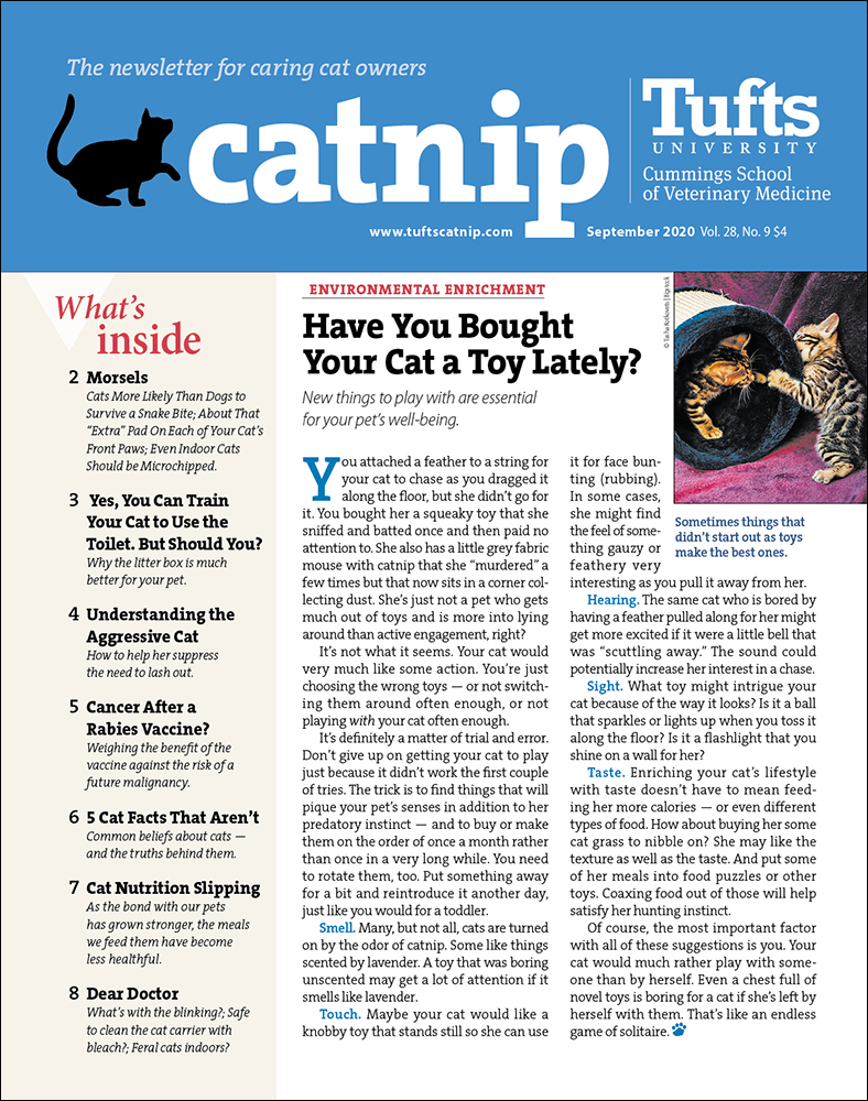 Catnip September 01, 2020 Issue Cover