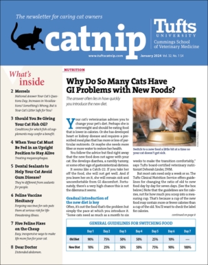 Catnip Magazine Subscription