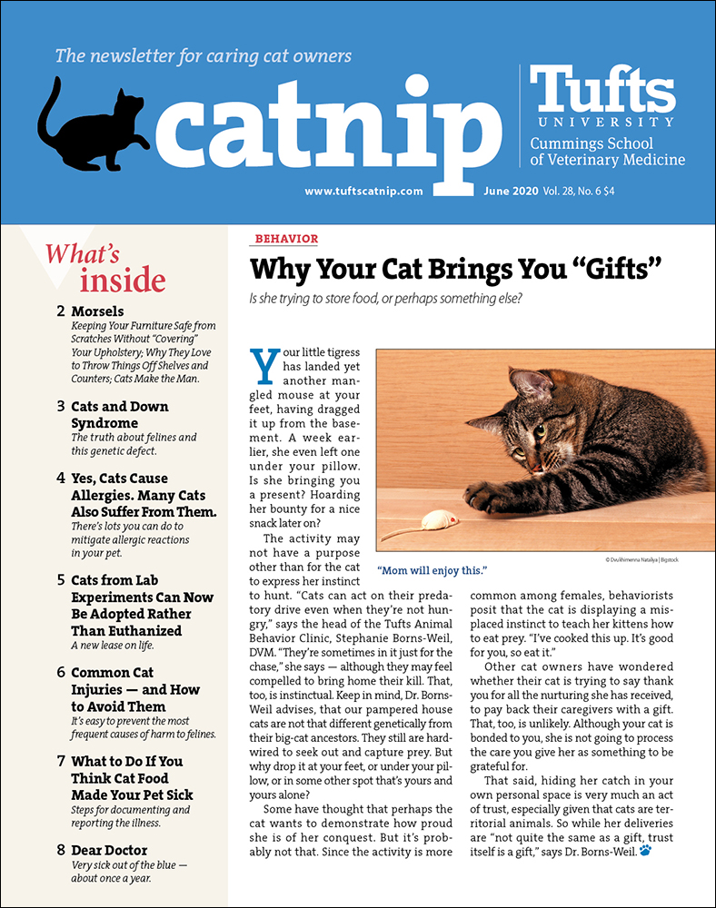 Catnip June 01, 2020 Issue Cover