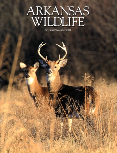 Arkansas Wildlife November 01, 2014 Issue Cover