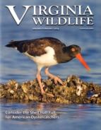 Virginia-Wildlife January 01, 2024 Issue Cover