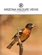 Arizona Wildlife Views March 01, 2025 Issue Cover