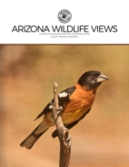 Arizona-Wildlife-Views March 01, 2025 Issue Cover