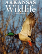Arkansas-Wildlife January 01, 2017 Issue Cover