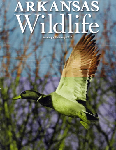 Arkansas Wildlife January 01, 2017 Issue Cover