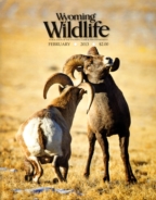 Wyoming-Wildlife February 01, 2013 Issue Cover