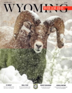 Wyoming-Wildlife January 01, 2019 Issue Cover