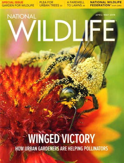 National Wildlife April 01, 2019 Issue Cover