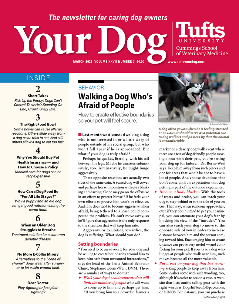 Your-Dog March 01, 2021 Issue Cover