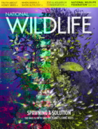 National-Wildlife June 01, 2021 Issue Cover