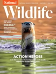 National Wildlife September 01, 2025 Issue Cover