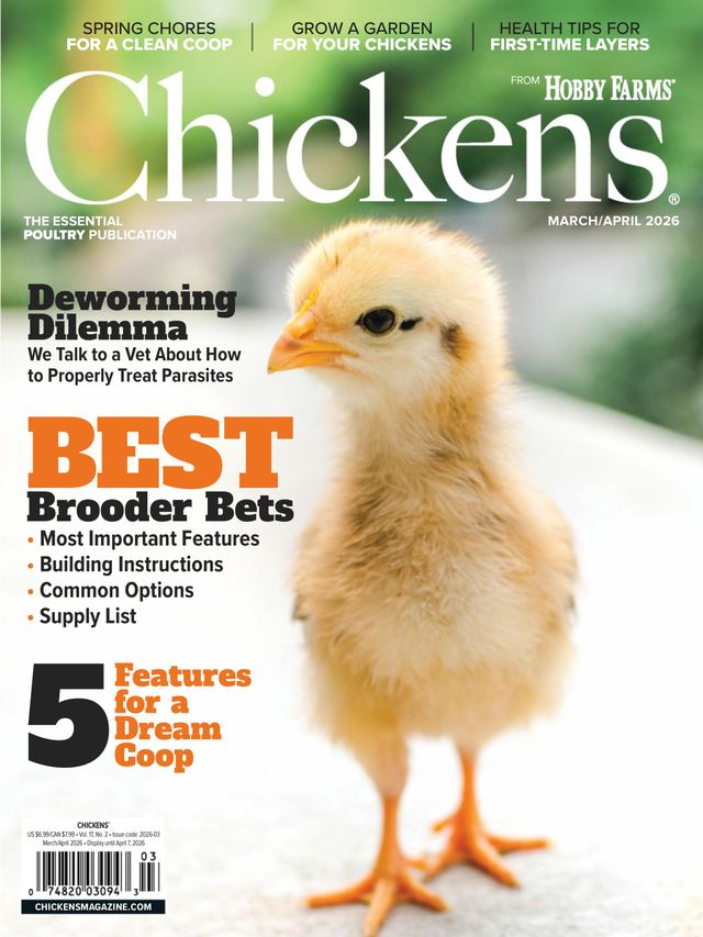 Chickens March 01, 2026 Issue Cover