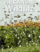 Arkansas-Wildlife November 01, 2017 Issue Cover