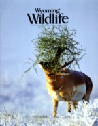 Wyoming-Wildlife November 01, 2012 Issue Cover