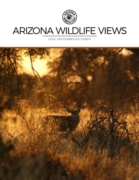 Arizona Wildlife Views September 01, 2025 Issue Cover