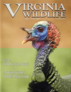 Virginia-Wildlife March 01, 2020 Issue Cover