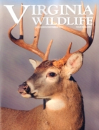 Virginia-Wildlife November 01, 2024 Issue Cover