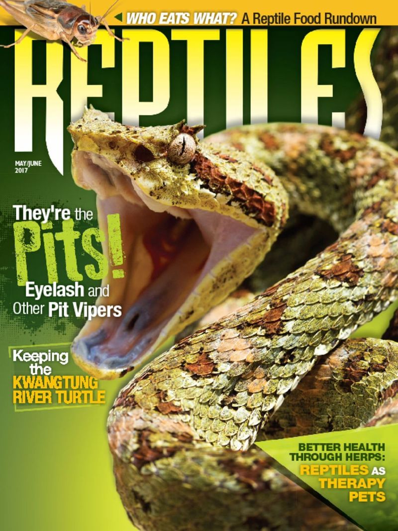 Reptiles May 01, 2017 Issue Cover