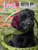 Just-Labs March 01, 2025 Issue Cover
