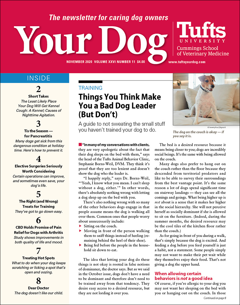 Your-Dog November 01, 2020 Issue Cover