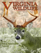 Virginia-Wildlife November 01, 2018 Issue Cover
