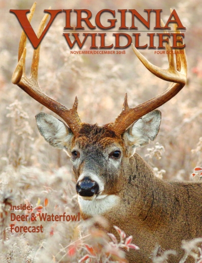 Virginia Wildlife November 01, 2018 Issue Cover