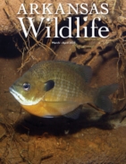 Arkansas-Wildlife March 01, 2025 Issue Cover