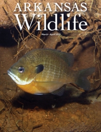 Arkansas-Wildlife March 01, 2025 Issue Cover
