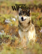 Wyoming-Wildlife December 01, 2012 Issue Cover