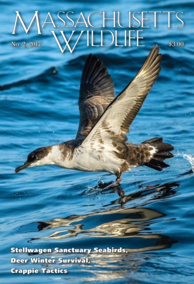 Massachusetts Wildlife June 01, 2017 Issue Cover