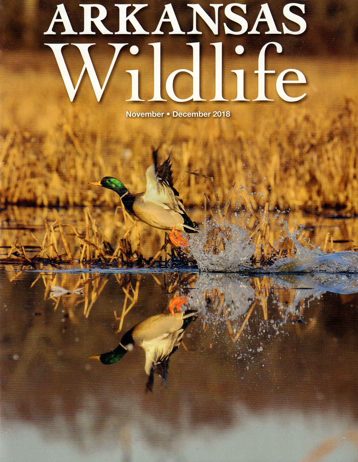 Arkansas-Wildlife November 01, 2018 Issue Cover