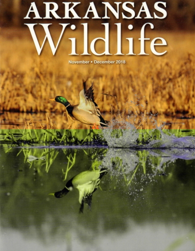 Arkansas Wildlife November 01, 2018 Issue Cover