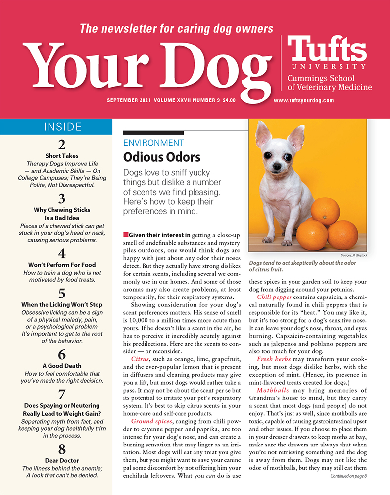 Your-Dog September 01, 2021 Issue Cover