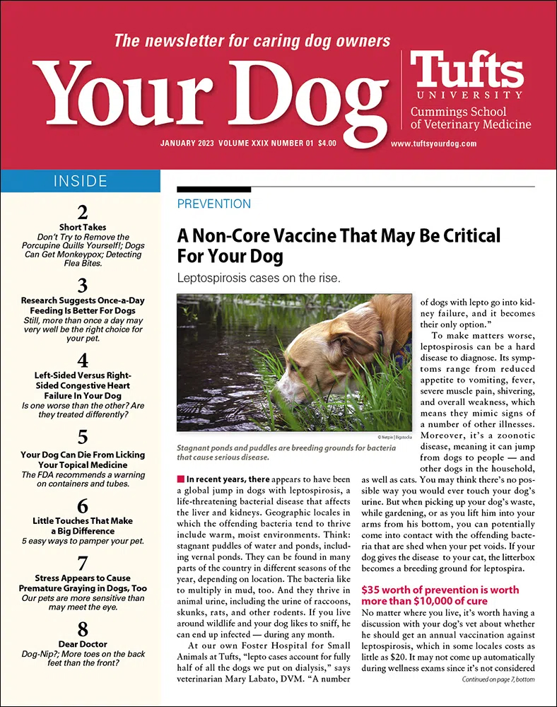 Your-Dog January 01, 2023 Issue Cover