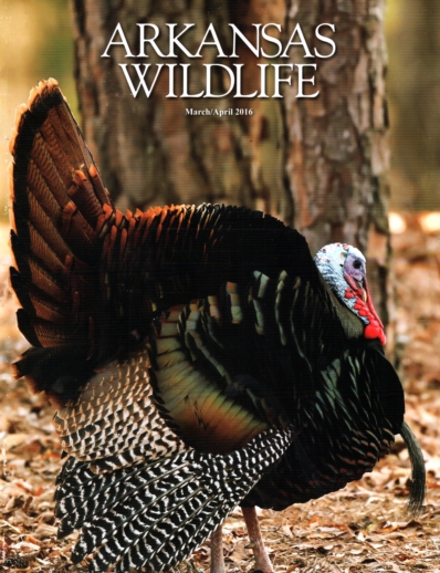 Arkansas Wildlife March 01, 2016 Issue Cover