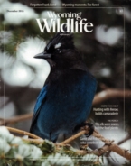 Wyoming-Wildlife December 01, 2016 Issue Cover