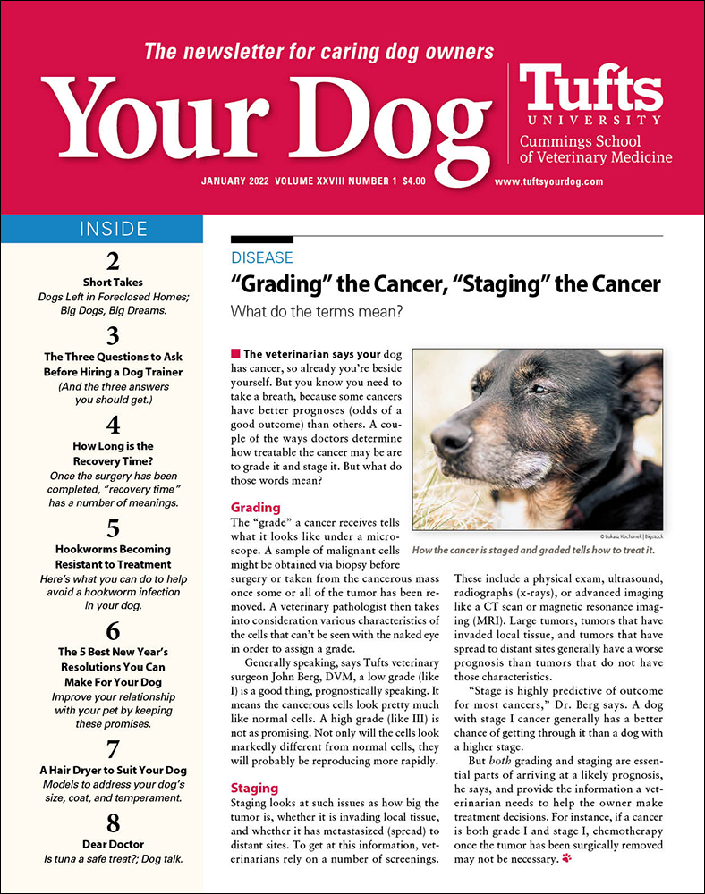 Your-Dog January 01, 2022 Issue Cover