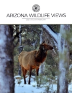 Arizona-Wildlife-Views January 01, 2024 Issue Cover